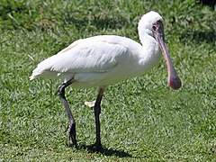 Rotgesichtlöffler (Platalea alba)