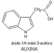 Auxina acética.jpg