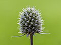 Bloeiwijze van een Kruisdistel (Eryngium).