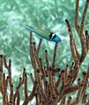 Bluehead wrasse, الحاجز المرجاني في بليز