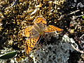 Boloria chariclea Arctische parelmoervlinder