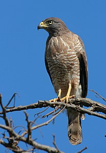 Roadside hawk, by Wagner Machado Carlos Lemes