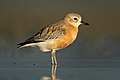 New Zealand plover