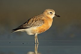 Charadrius obscurus aquilonius - Point Chevalier