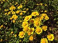 Chrysanthemum lavandulifolium