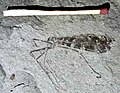 Cimbrophlebia bittaciformis (Mecoptera) Fur Museum, Denmark
