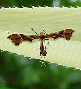 Erškėtinis pirštasparnis (Cnaemidophorus rhododactylus)