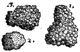 De rerum fossilium-071v.png