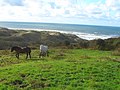 Des chevaux dans les pâturages d'Écault.