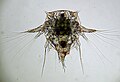 Nauplius-larve av Elminius modestus, en rur