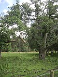 Thumbnail for File:Gnarled trees and ragwort - geograph.org.uk - 3085979.jpg