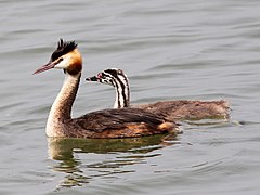 Podiceps cristatus (Podicipediformes).