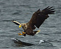 Image 19White-tailed eagle fishing off Mull, one of several islands to which the birds have been successfully re-introduced Credit: Jacob Spinks