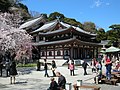 Kannon-dō zur Kirschblüte