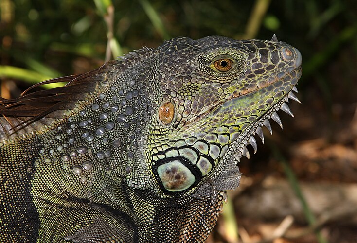 Взрослый самец зелёной игуаны (Iguana iguana) в Делрей-Бич (Флорида, США)