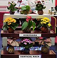 Kokedama of various ornamental plants