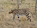 Serval in Sambia