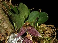 Masdevallia decumana