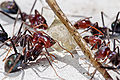 Iridomyrmex purpureus или "Meat ant"