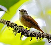 Cinnamon manakin-tyrant