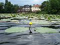 Stulík žlutý (Nuphar lutea)