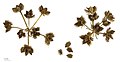  Orlaya grandiflora