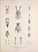 Osteologia avium, or, A sketch of the osteology of birds (PL. 16) (8510596728).jpg