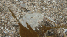 A video of Ovalipes catharus retreating backward into loose, pebbly sand on the seabed, fully covering itself from back to front over a period of 6.5 seconds. The video is shot from the front at an angle of about 45 degrees to the right relative to where the crab is facing. Brownish seaweed is visible in the foreground of the shot.