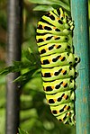 En fjärilslarv av arten makaonfjäril (Papilio machaon).
