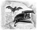 Thumbnail for Mouse-tailed bat