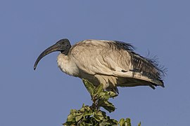 Sacred ibis (Threskiornis aethiopicus)