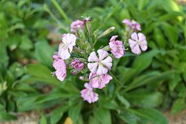 Silene hifacencis, esclafidora d'Ifac, jardí botànic de València.JPG