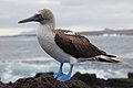 Blue-footed booby