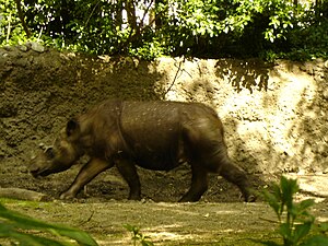 Rapunzel, Sumatra rinocero, en la Bestoĝardeno de Bronx, fotita en 2005