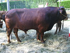 Taureau de race tarentaise.