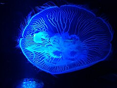 Une méduse, un représentant de l'embranchement des cnidaires.jpg