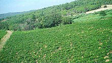 Vignoble de Corbières Boutenac.jpg