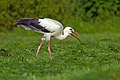 juvenile White Stork