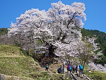 仏隆寺の千年桜