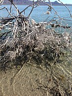 Los restos de redes de pescar matan a los mangles de isla Tiburón