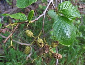 Alnus rhombifolia leaves