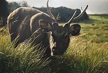 Vue de face d'un sambar, mammifère le plus répandu dans le parc