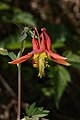 Aquilegia formosa