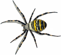Arachnide (Argiope bruennichi).