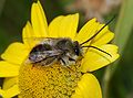 Eucera longicornis