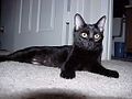 Glossy black cat