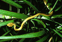 Bruine nachtboomslang op Guam