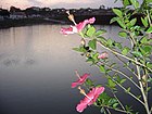 Flors al vespre sobre el llac