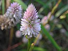 Celosia argentea