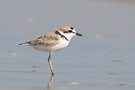 Charadrius peronii - Laem Pak Bia